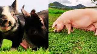 TOP 5 BEST Pig Breeds for Meat Production!