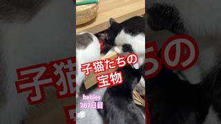 【猫動画】子猫生後287日 引き出しの中は大好きなおもちゃでいっぱい🩷ワクワクしながら物色中#かわいい子猫 #猫のいる生活 #cat #遊び