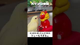 サザナミインコにお土産を渡したときの反応ｗ#サザナミインコ #sorts