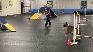 Minnie    UKC Beginner Agility