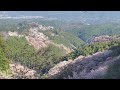 美しい桜　世界遺産　吉野山