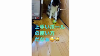 数秒でキャッチボールが終わってしまった🤣😹キャッチボールにならないぞ🤣🤣(ショート動画切り抜き😸😸)