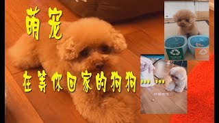 【抖音】萌宠#狗子#  狗狗的一生很短，大部分时间都在等待中度过，所以早点回家吧……