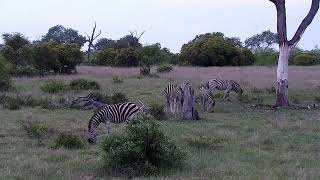 Djuma: Zebras - 14:55 - 11/24/2022