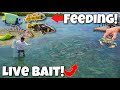 Netting CREATURES & FEEDING Them To My EXOTIC FISH!! 3