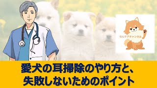 【愛犬のケア講座】愛犬の耳掃除のやり方と、失敗しないためのポイント