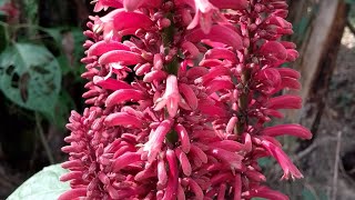 Tita Phool || Baheka Tita || Phlogacanthus thyrsiflorus #homegardeningnir #backyardfarming #nature