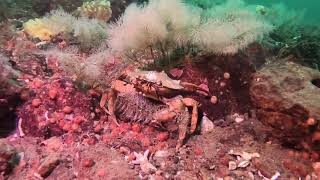 Excotic Scuba Diving in Denmark - coldwater scuba diving is AMAZING.