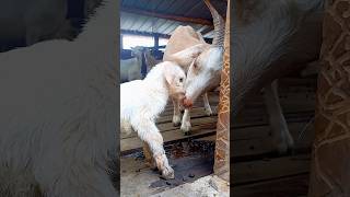 mother loving her newborn lamb🥰😘#goat#shortvideo#viral#youtube#shorts