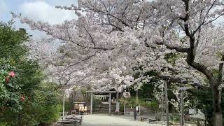 葛原岡神社前の桜、満開（2024.4.8）