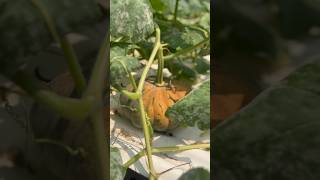 എങ്ങനെണ്ട് ഞങ്ങളെ വീട്ടിലെ മത്തൻ😍#vegetable#harvesting