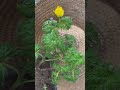 복수초 만개했다가 해질녘에 꽃을 오므리다 nature flower adonis