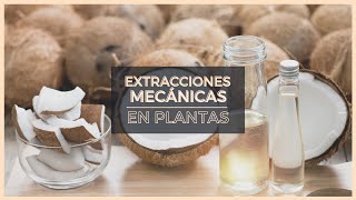 EXTRACCIONES DE PLANTAS 🌻 🧴  ¿Qué son? | PRENSADO, INCISIONES, ACEITE Y RESINAS 💦