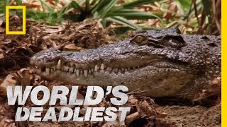 Mama Croc to the Rescue | World's Deadliest