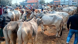 ১/২/২৫/ইন্ডিয়ান বর্ডার ক্রস, হরিয়ানা বলদের ভরপুর আমদানি জয়পুরহাট নতুনহাটে, বলদ গরুর দাম জানুন।