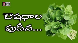 పుదీనా ఆకులతో ఉపయోగాలు | Health Benefits Of Mint (Pudina) || Third Eye