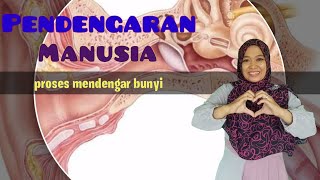 PENDENGARAN MANUSIA||PROSES MENDENGAR BUNYI KELAS 4 SD