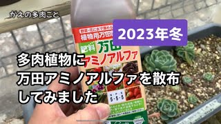 多肉植物に万田アミノアルファを散布してみました