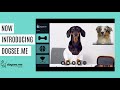 Dogsee.me – The First Telemedicine Solution for Dogs