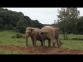 The Elephant Sanctuary | Debbie & Ronnie: Excitement on the Dirt Pile