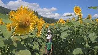 ヒマワリを使った迷路　長野・安曇野市