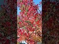 sweetgum tree barnet london november 2024