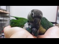 ウロコインコ：チビハル 【ラブラブ！～ノーカット版】 conure lovey dovey long ver.