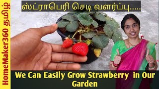 How to Grow strawberry in Tamil| Complete Guide on Growing Strawberry