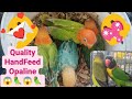 Vlog461 Quality Opaline HandFeed😱🦜🥰🦜