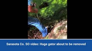 Huge alligator removed from Florida park