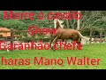 morre cavalo show o garanhão do haras MW de Mano Walter