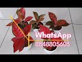 aglaonema combo plants available