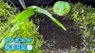 ツノガエルを飼育してから10日間の様子（pacman frog care）①