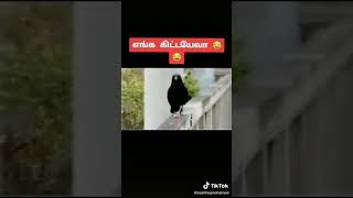 எங்க கிட்ட வேயா? 🦅 || comedy || Status Server