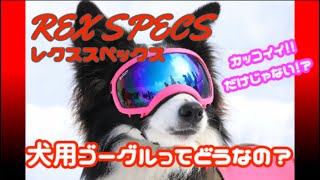 【犬用ゴーグル REX SPECS】カッコいい！白内障予防に！雪遊びにレクス スペックスおすすめです！