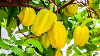 நட்சத்திர பழம் Star fruits (https://youtube.com/@citizens1043?si=MFlaVTC5VpZiRZl_)