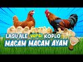 LAGU MACAM-MACAM AYAM I AYAM ALE versi KOPLO