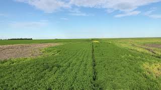 Field Comparison - Lentils