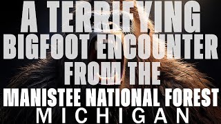 A BIGFOOT ENCOUNTER FROM THE MANISTEE NATIONAL FOREST IN MICHIGAN (LAKE MICHIGAN) A FACE TO REMEMBER