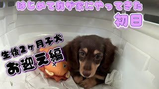 ミニチュアダックス子犬がやってきた【お迎え当日】