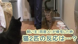 もう一人の飼い主が仕事から帰宅、その時猫達は・・・？（面白い＆可愛い猫）