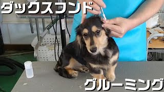 【トリミング】５倍速でわかる！ミニチュアダックスフンドのトリミング【２６１時間目】　|　(5Xspeed)Trimming for Miniature Dachshund