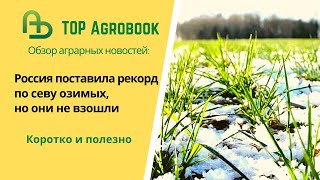 Россия поставила рекорд по севу озимых, но они не взошли. TOP Agrobook: обзор аграрных новостей