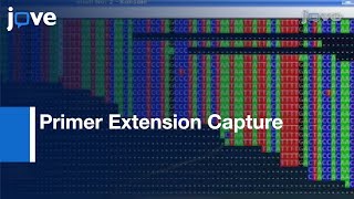 Primer Extension Capture:Targeted Sequence Retrieval-Heavily Degraded DNA Sources l Protocol Preview