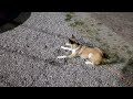 norwegian puffindog trying to play with a frog 🐸 norsk lundehund