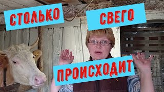 Две коровы, постоянно что то происходит.Мила и Соня к каждой свой подход