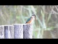 カワセミ　谷津干潟観察池　nikon p950 july 2020 kingfisher yatsu higata observation center ramsar site