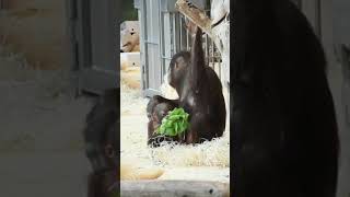 The Cutest Orangutans Surya and Her Funny Baby Nilah#shorts#orangutans#funnyvideo#funnyanimals