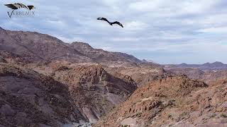 The Verreaux Eagle | Northern Cape | 2021