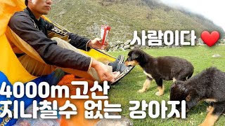 🇵🇪 [6] 페루 안데스산맥 4700m 봉우리를 넘어온 나를 멈추게 한 똥개들과의 캠핑